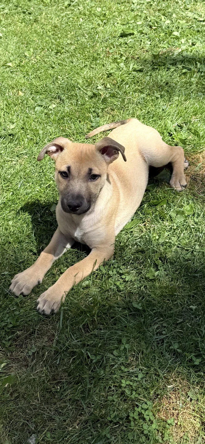 A baby medium-sized female Golden Labrador Retriever dog named Faith for adoption in Cordova, TN