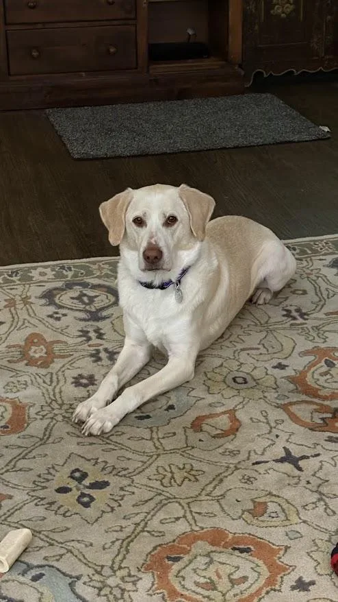 An adult medium-sized male Labrador Retriever dog named Dex for adoption in Warrington, PA