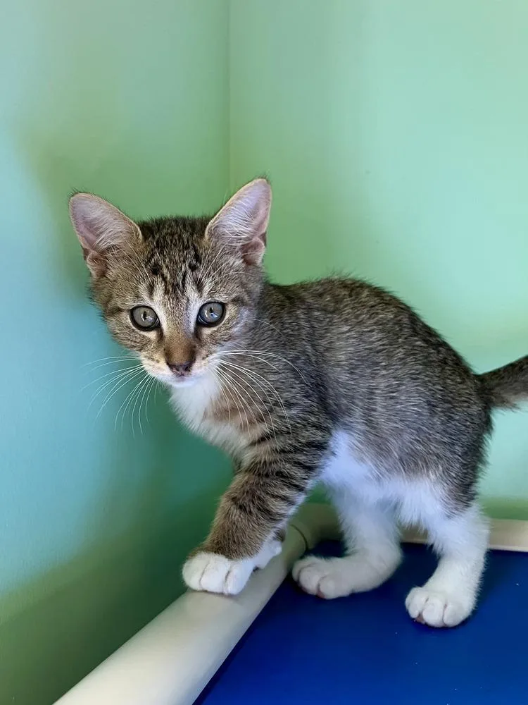 A baby small-sized male Domestic Short Hair cat named Isaiah for adoption in Emerald Isle, NC