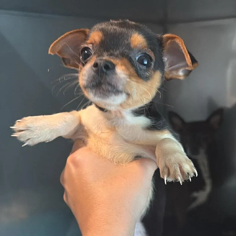 A baby small-sized male Brown / Chocolate Chihuahua dog named Maverick for adoption in Tampa, FL