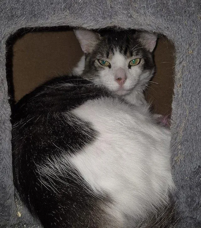 Buddy Bear thumbnail 2