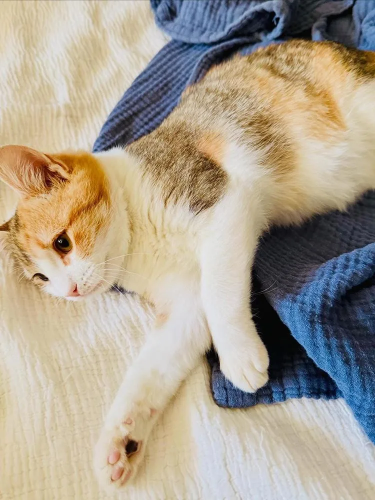 Chantilly Lola thumbnail 2