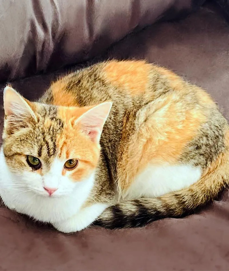 Chantilly Lola thumbnail 3