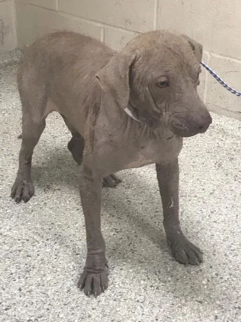 A young medium-sized male Pit Bull Terrier dog named Bronte for adoption in Conroe, TX