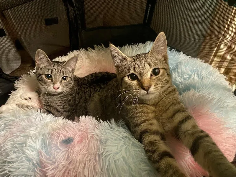 Sapphire thumbnail 3