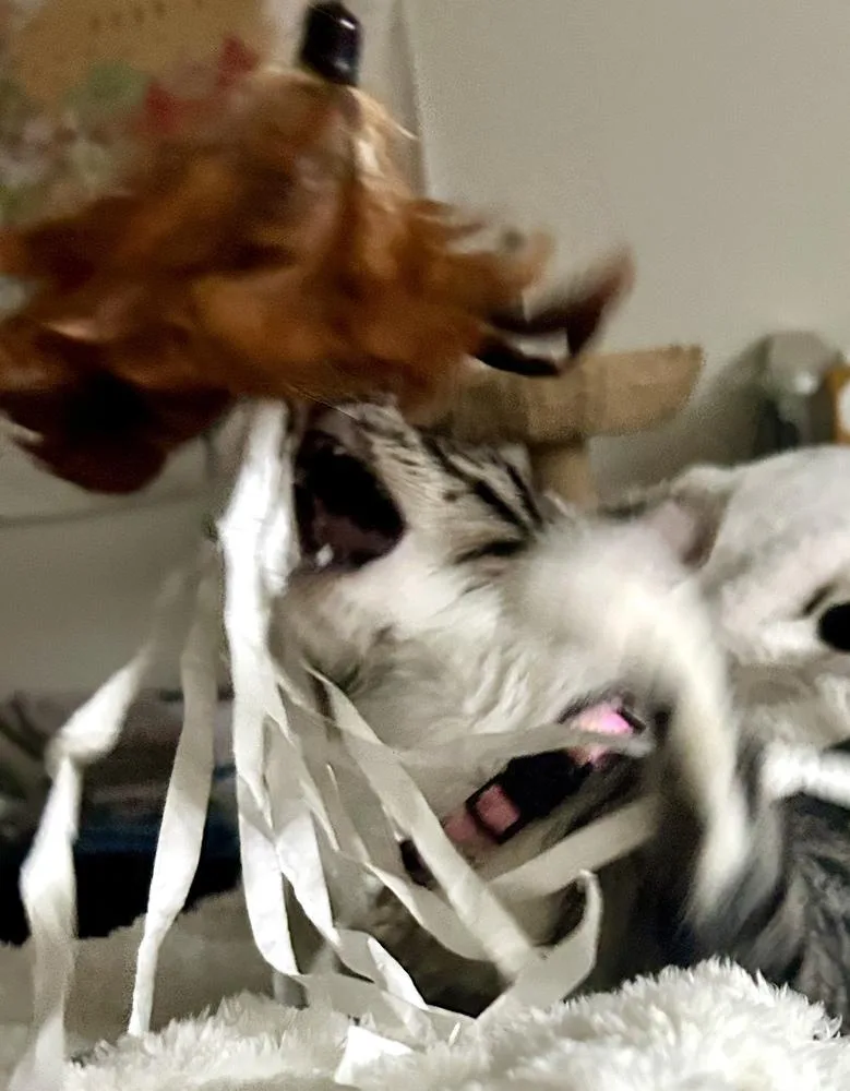 Sapphire thumbnail 4