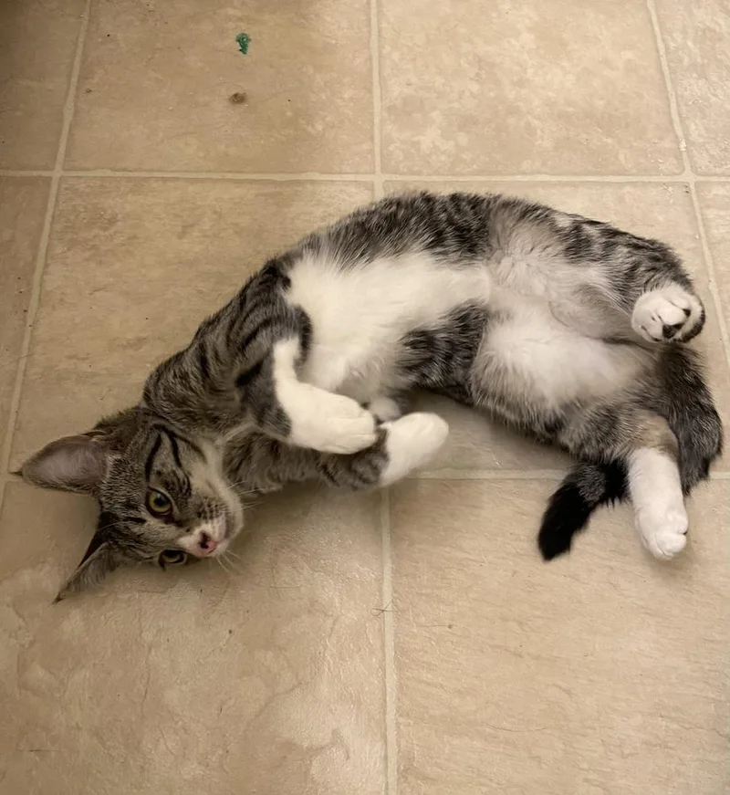 Sapphire thumbnail 5