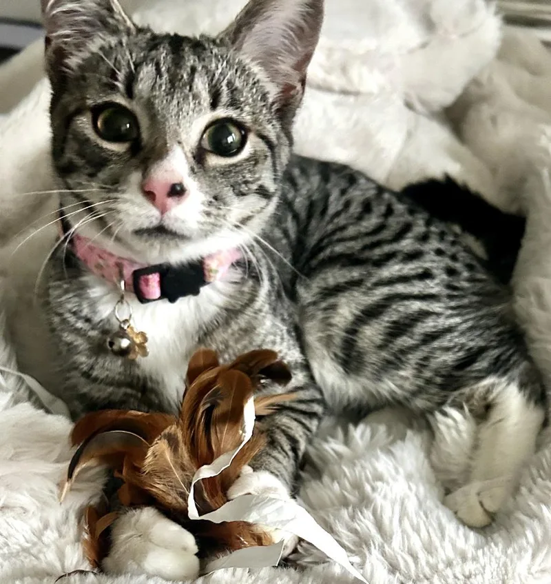 Sapphire thumbnail 6