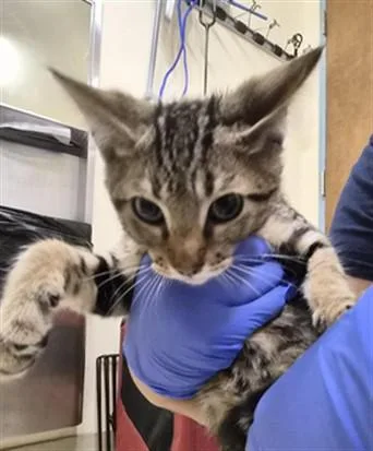 A baby small-sized male Domestic Short Hair cat named Ranch for adoption in Fremont, CA