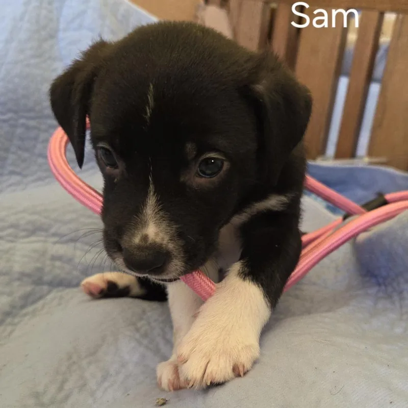 Sam