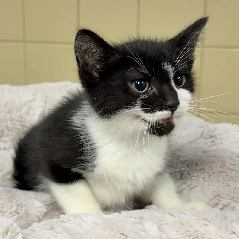 A baby small-sized female White Domestic Short Hair cat named Penguin for adoption in East Hampton, NY