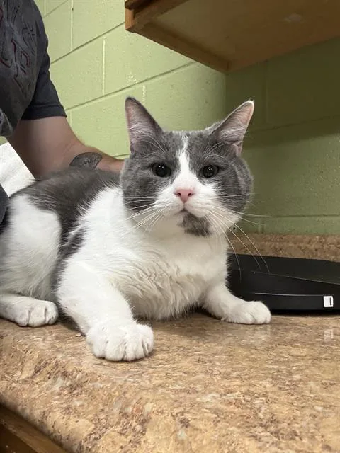 An adult small-sized male Domestic Short Hair cat named Jovi for adoption in Indianapolis, IN