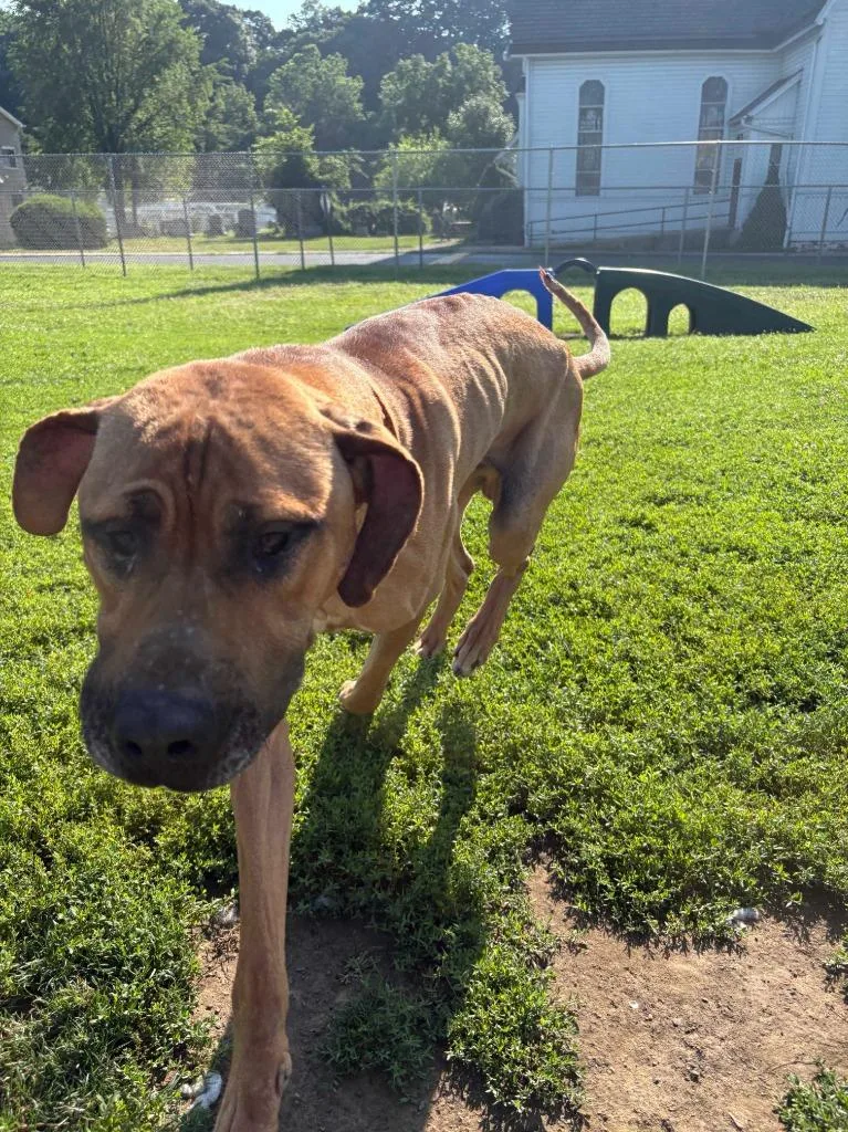 A young extra large-sized male Great Dane dog named Scooby for adoption in New Kensington, PA