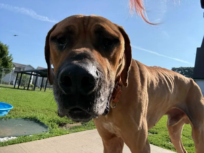 Scooby thumbnail 3