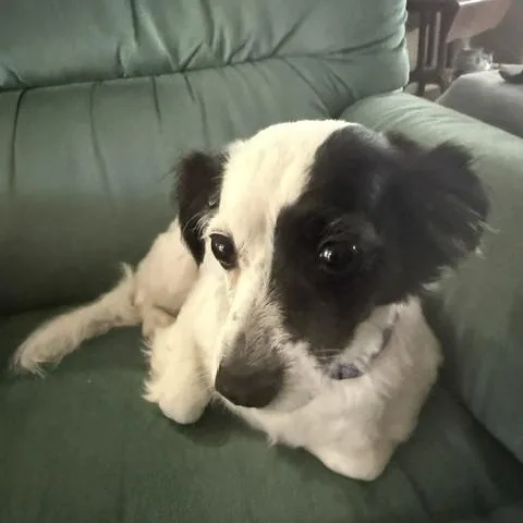 An adult small-sized female Papillon dog named Kevia for adoption in Maitland, FL