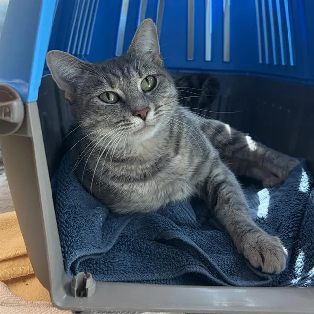 An adult small-sized female Domestic Short Hair cat named Lucy for adoption in Centerville, MA