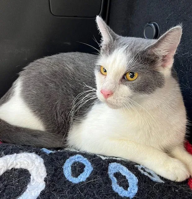 Feisty Fred thumbnail 2