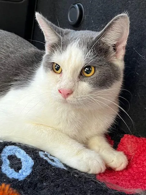 Feisty Fred thumbnail 3