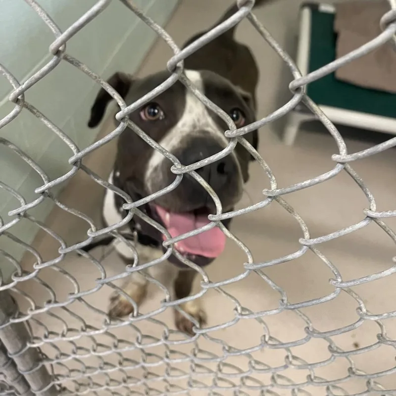 An adult small-sized male Gray / Blue / Silver Pit Bull Terrier dog named Bodie for adoption in Newark, NJ