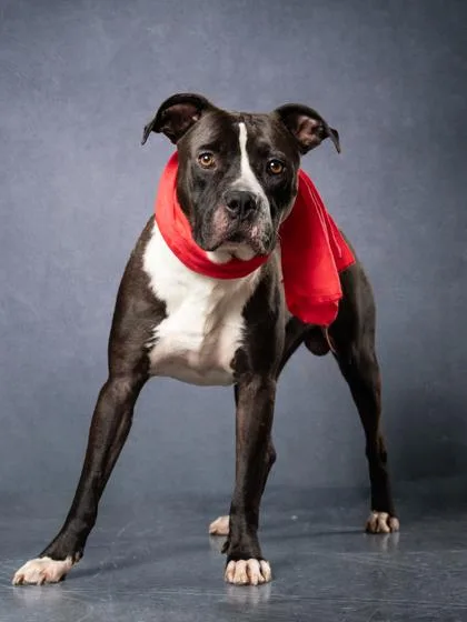 An adult large-sized male Mixed Breed dog named Jollof Rice for adoption in Atlanta, GA