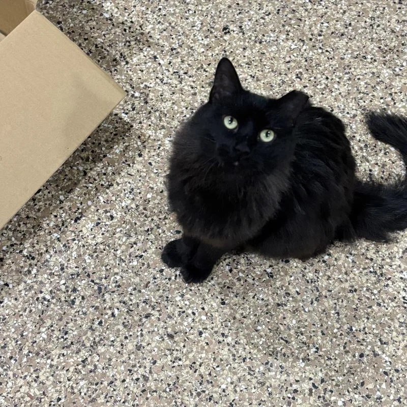 A young small-sized female Domestic Medium Hair cat named Wanda for adoption in Stagecoach, NV