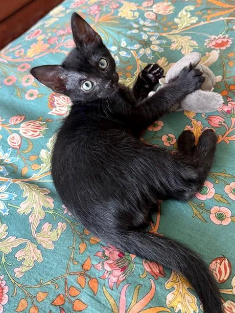 A baby small-sized male Domestic Short Hair cat named Pepper for adoption in Tustin, CA