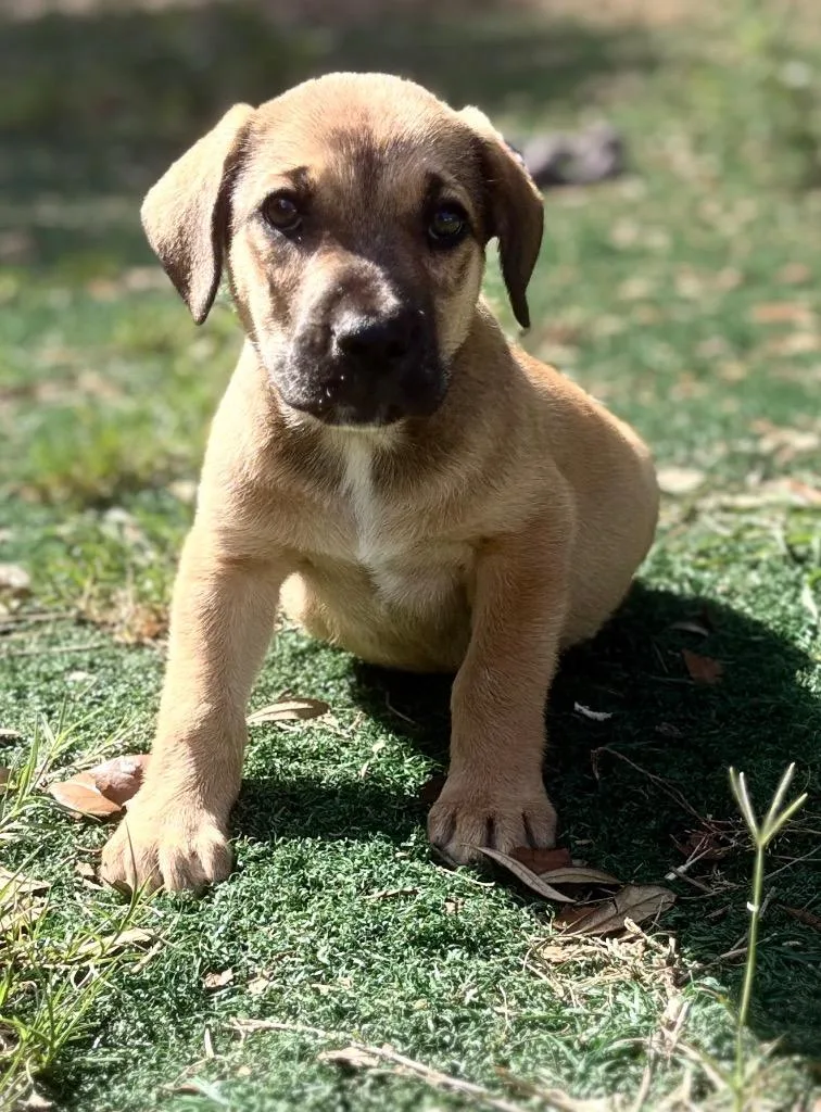 A baby large-sized male Mixed Breed dog named Buzz for adoption in St. Augustine, FL