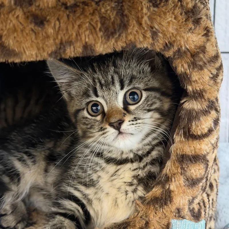 A baby small-sized male Brown / Chocolate Domestic Short Hair cat named Bay for adoption in Hampton Bays, NY