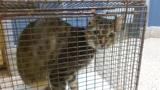 An adult small-sized male Domestic Short Hair cat named Canelo for adoption in Miami, FL