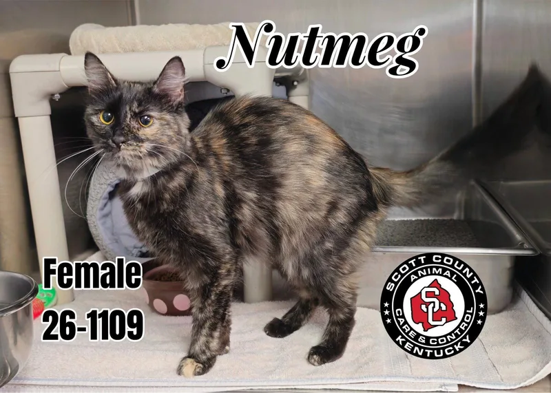 A young small-sized female Domestic Medium Hair cat named Nutmeg for adoption in Georgetown, KY