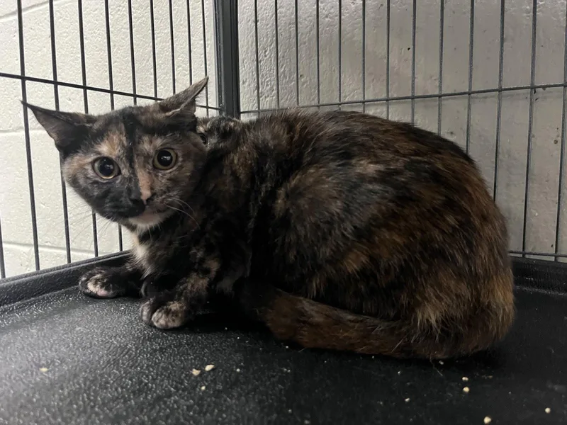 A young medium-sized female Domestic Short Hair cat named Bubbles for adoption in Carrollton, GA