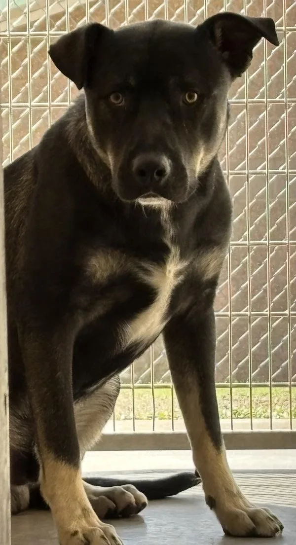An adult large-sized male Shepherd dog named Orion for adoption in Rio Rancho, NM