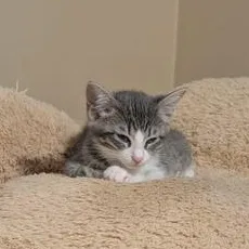 A baby medium-sized female Gray & White Domestic Short Hair cat named Tart for adoption in Liverpool, TX