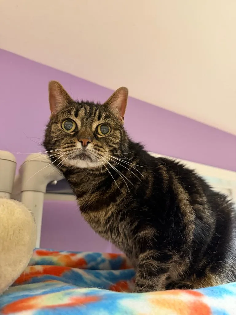 A senior medium-sized female Domestic Short Hair cat named Fluffy . for adoption in Cambridge, MD