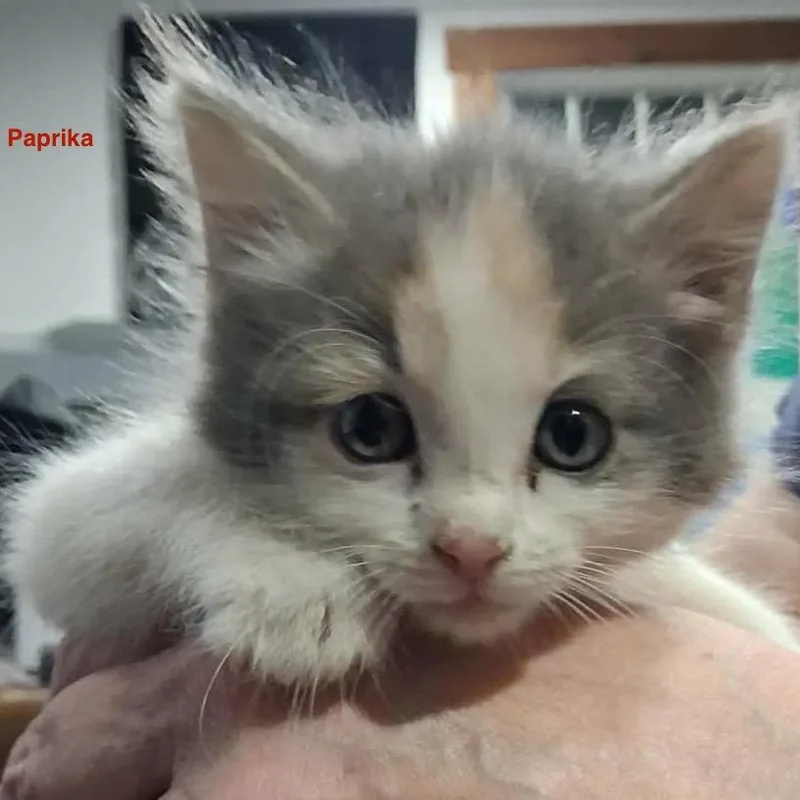 A baby small-sized female Gray / Blue / Silver Domestic Medium Hair cat named Paprika for adoption in Lakewood, CO