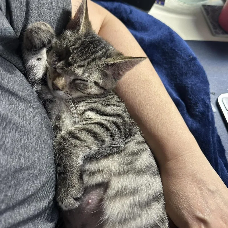 A baby small-sized female Brown / Chocolate Domestic Short Hair cat named Deliliah for adoption in Walden, NY