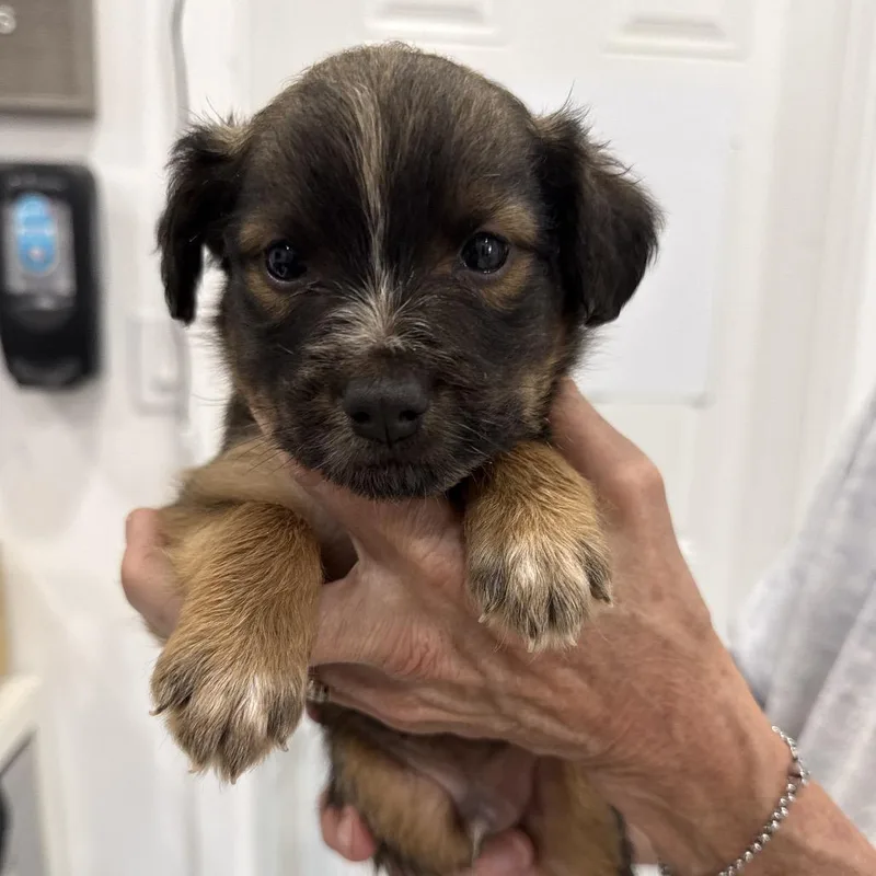 A baby medium-sized male Chihuahua dog named Rumor for adoption in Sacramento, CA
