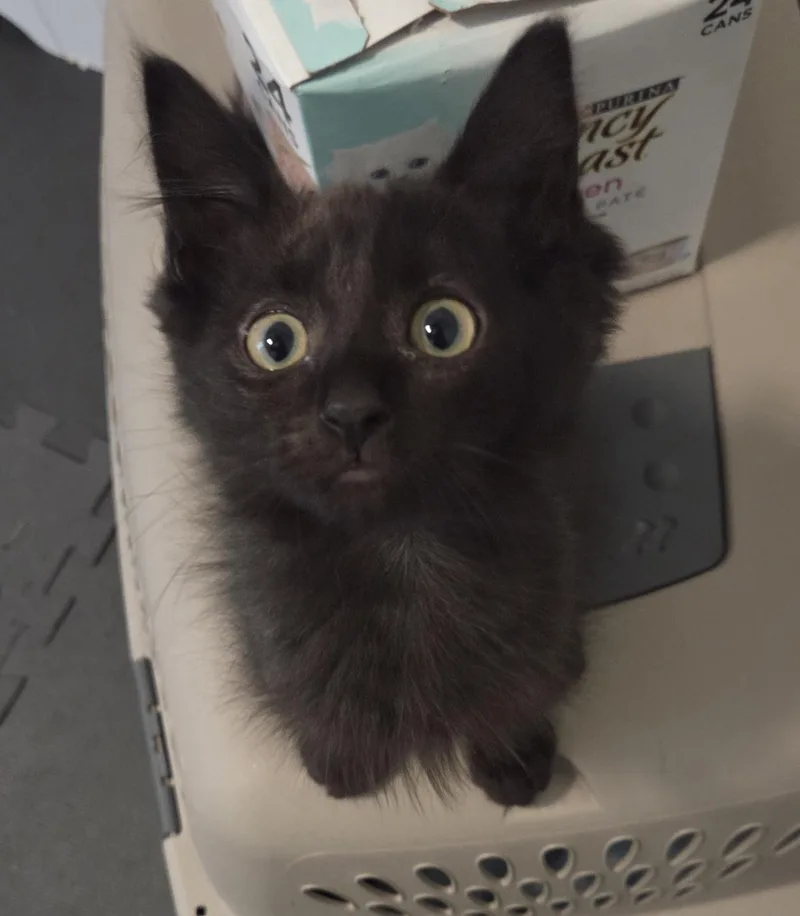 A baby medium-sized male Black Domestic Medium Hair cat named Beetlejuice for adoption in Los Angeles, CA