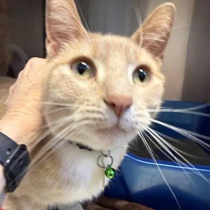 An adult large-sized male Buff / Tan / Fawn Domestic Short Hair cat named Lebowski for adoption in Lansing, MI