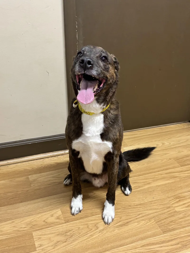 A senior medium-sized male Brindle Mixed Breed dog named Ozzie Visit Me for adoption in Alpharetta, GA