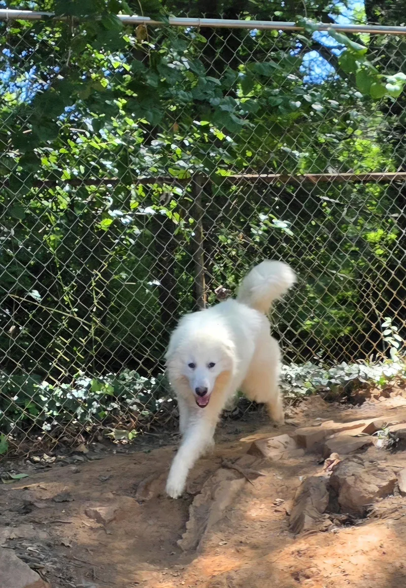 A young large-sized female Great Pyrenees dog named Clara Mae for adoption in Thomasville, NC