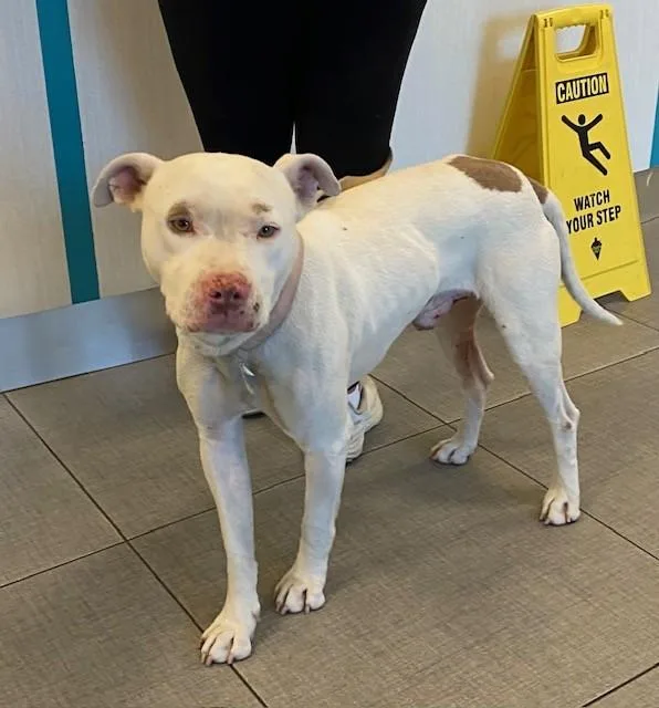 A young large-sized male Pit Bull Terrier dog named Unknown for adoption in Rancho Cucamonga, CA