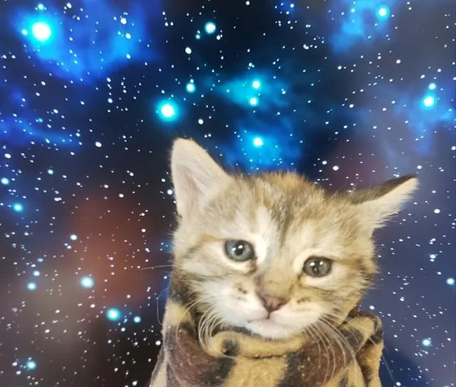 A baby small-sized female Domestic Short Hair cat named Paris for adoption in Tucson, AZ