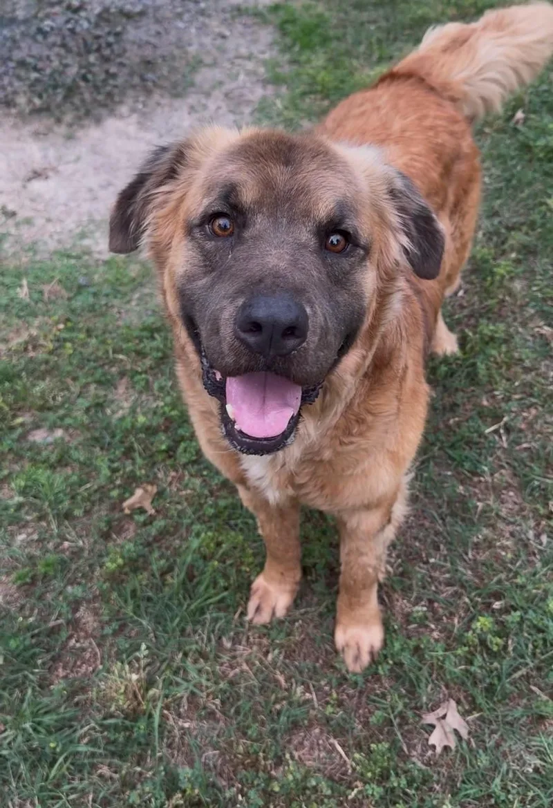 An adult medium-sized male Leonberger dog named Teddy for adoption in Conroe, TX