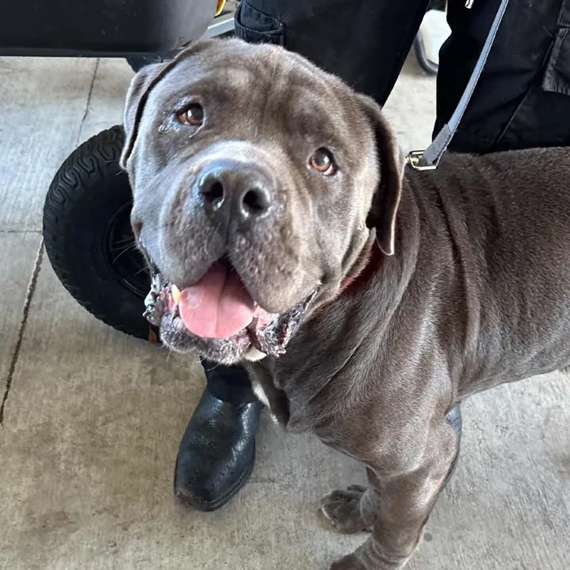 An adult large-sized male Gray / Blue / Silver Cane Corso dog named Labron for adoption in Hinesville, GA
