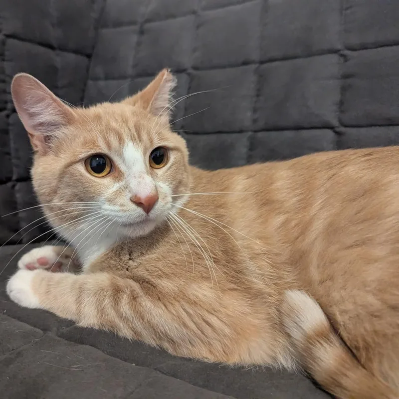 A young medium-sized male Orange / Red Domestic Short Hair cat named Toby for adoption in St. Louis, MO