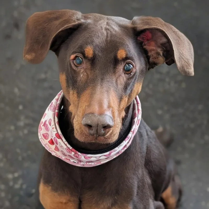 A senior large-sized female Red / Chestnut / Orange Doberman Pinscher dog named Sedona  I'm A for adoption in Sandown, NH
