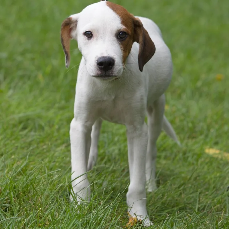 A baby medium-sized male Brown / Chocolate Mixed Breed dog named Apollo for adoption in South Elgin, IL