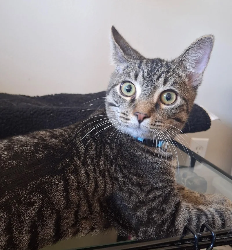 A baby small-sized male Tabby (Gray / Blue / Silver) Domestic Short Hair cat named Frankie for adoption in Carnegie, PA