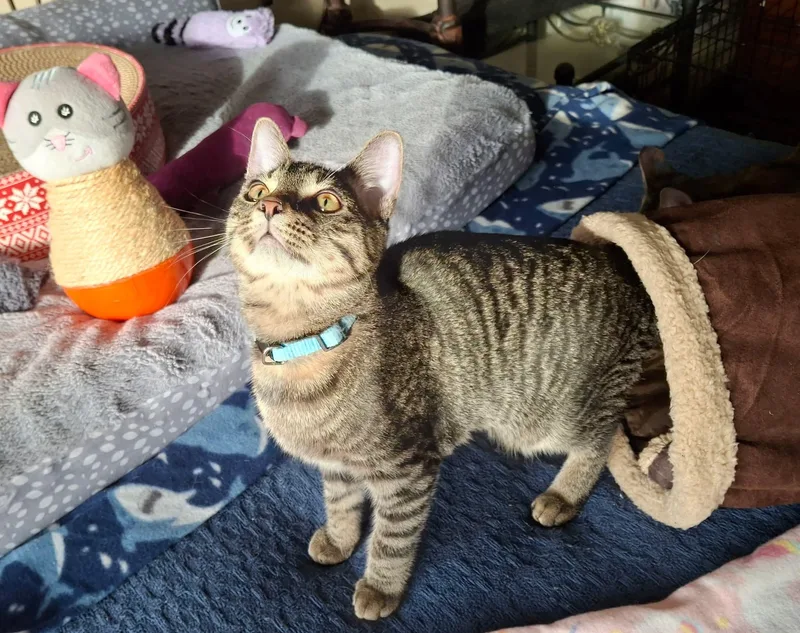 Frankie thumbnail 3